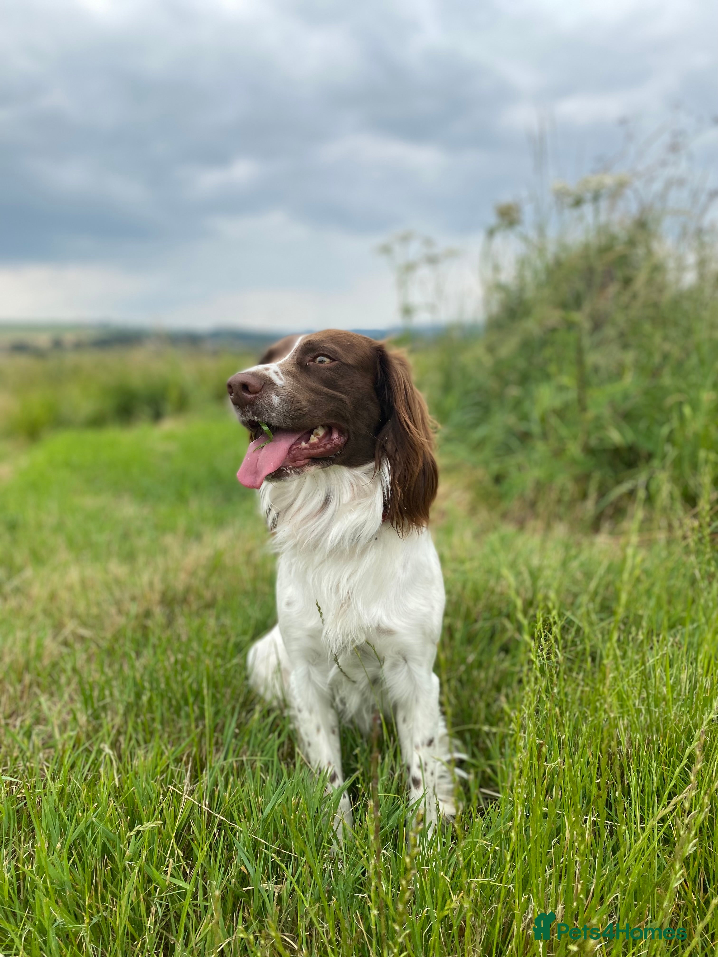 English Springer Spaniel dogs English Springer spaniel liver / white STUD  in Calne - Advert 7
