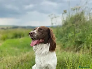 English Springer Spaniel dogs English Springer spaniel liver / white STUD in Calne - Advert 7