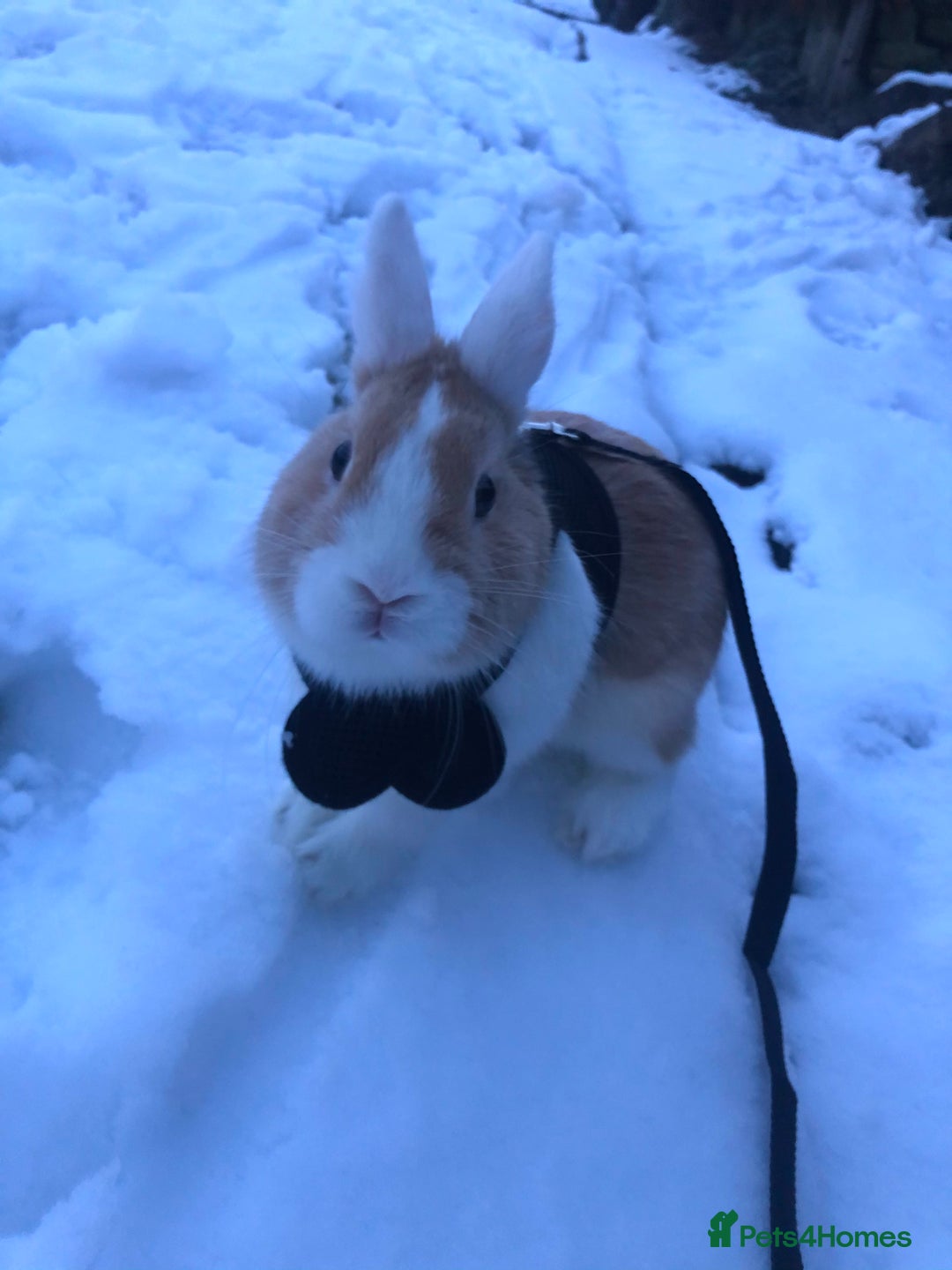 Netherland Dwarf rabbits for sale: Nertherland Dwarf/Dutch Rabbit - Read Description  - Image 1