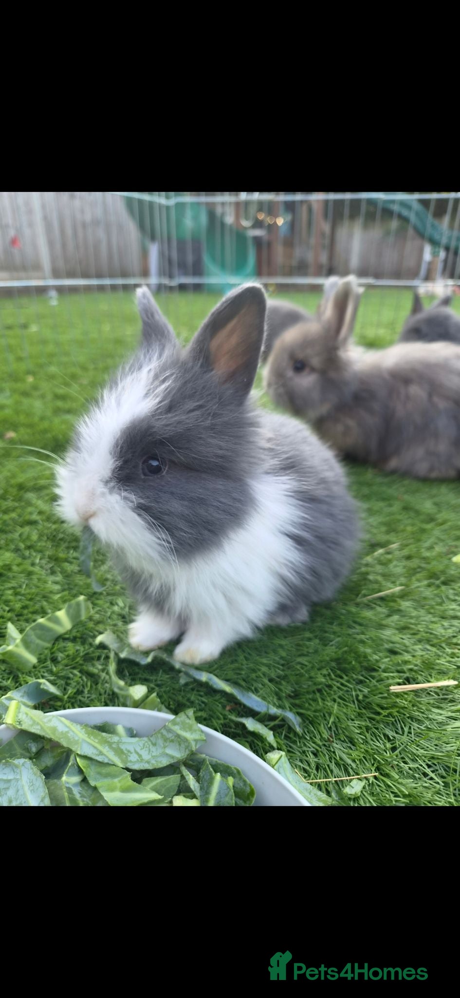 Angora rabbits Angora x lion head available from 28th Aug - Advert 1