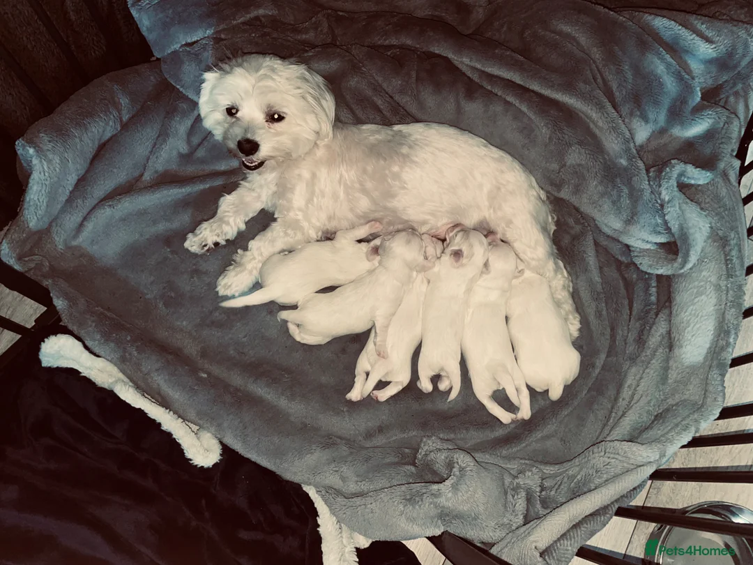 Mixed Breed dogs for sale: Bichon Maltese puppies - Advert 2
