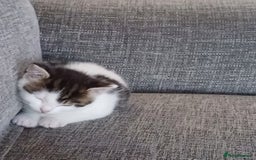 Mixed Breed cats for sale: Kittens  - Image 3