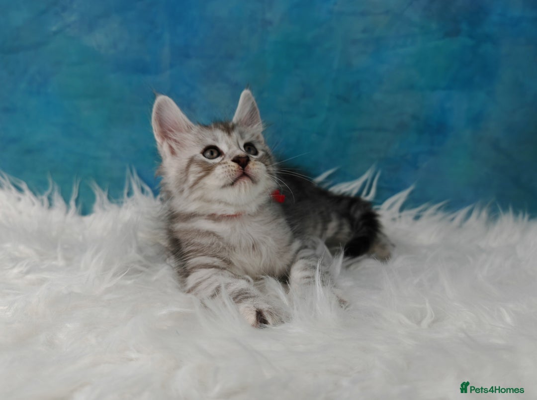 Maine Coon cats for sale: Shaded line Maine Coon kittens - Advert 20