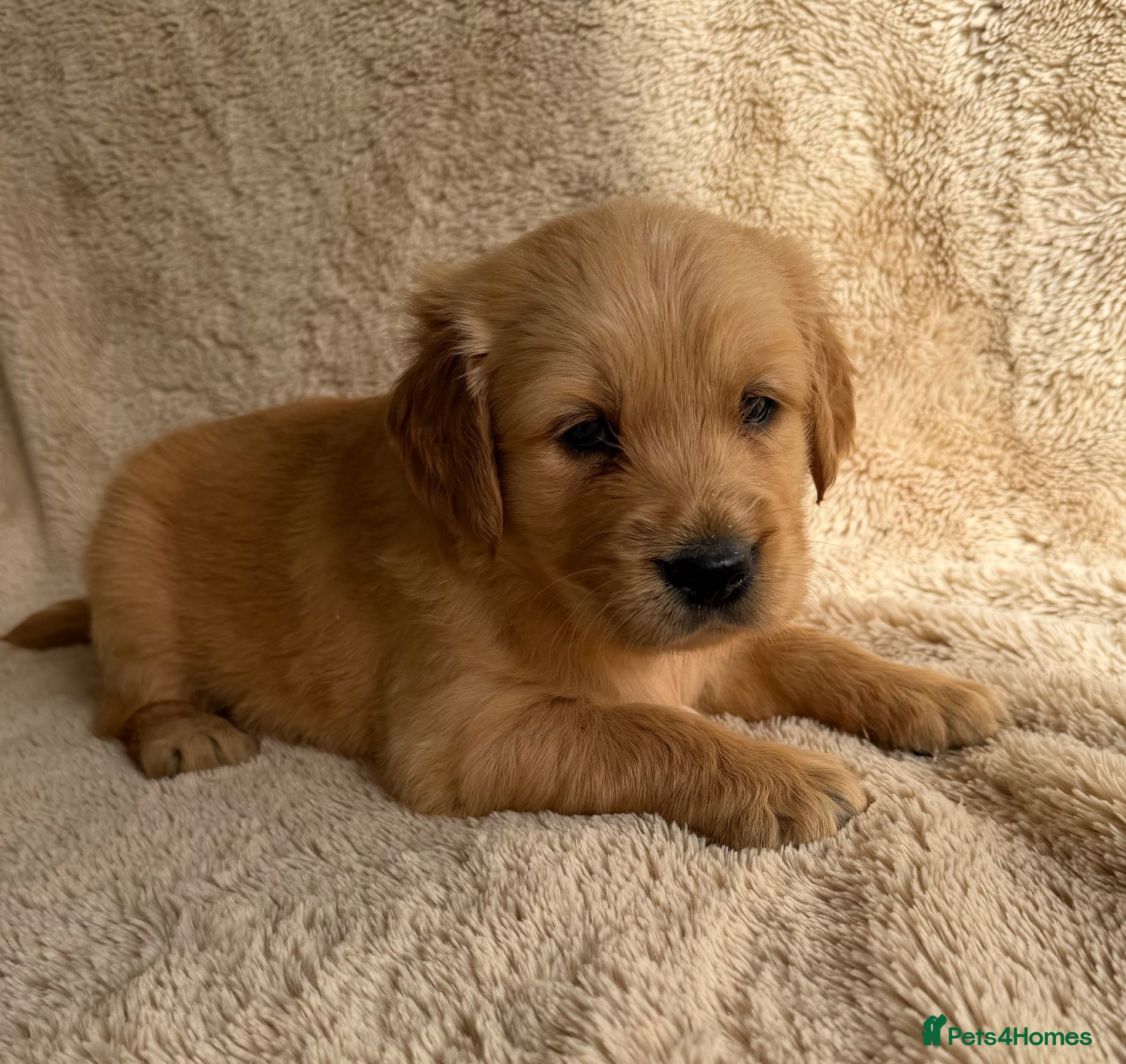 Golden Retriever dogs Golden retriever perfect puppies  - Advert 4