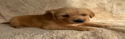 Golden Retriever dogs for sale: Golden retriever perfect puppies  - Advert 2