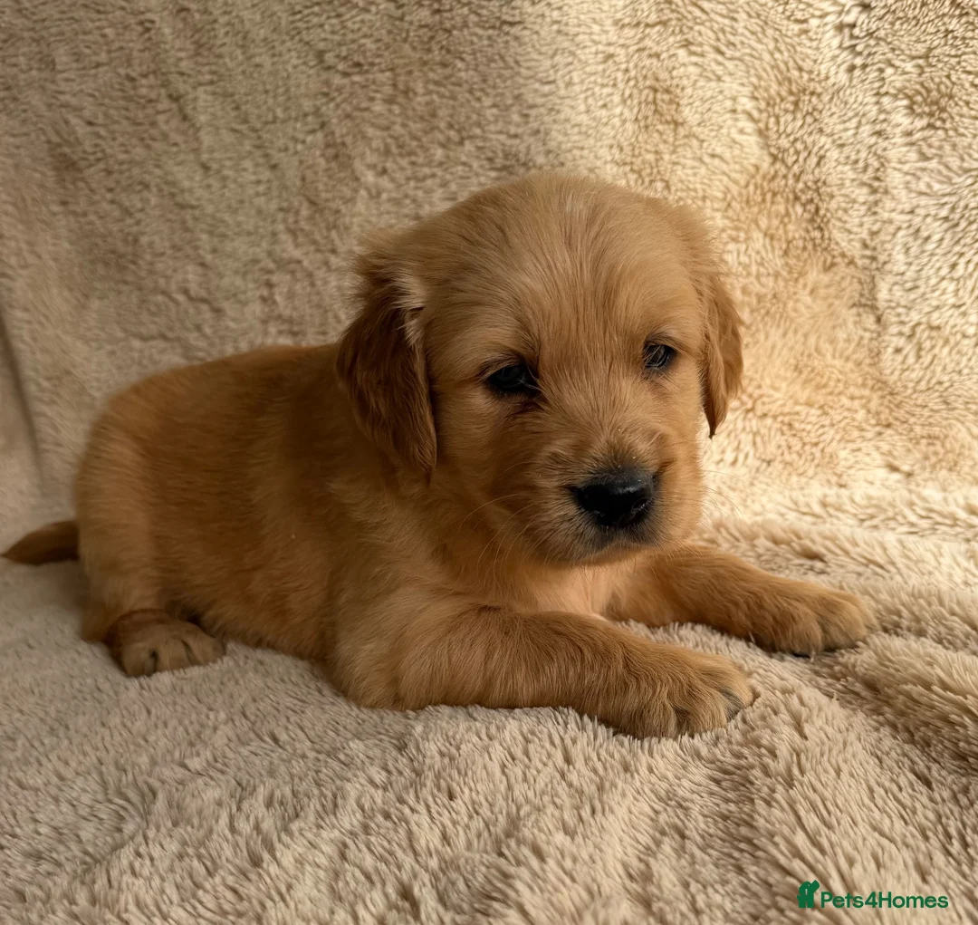 Golden Retriever dogs for sale: Golden retriever perfect puppies  - Advert 2