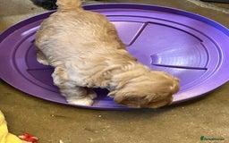 Australian Labradoodle dogs for sale: Stunning miniature Australian labradoodles - Image 12