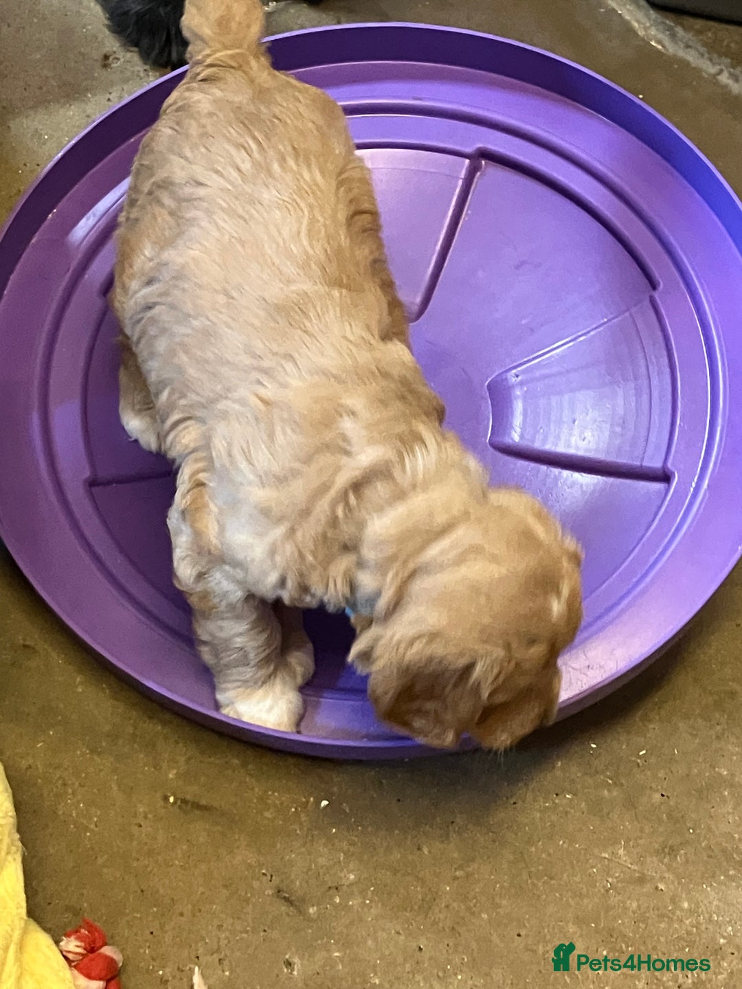 Australian Labradoodle dogs for sale: Stunning miniature Australian labradoodles - Image 12
