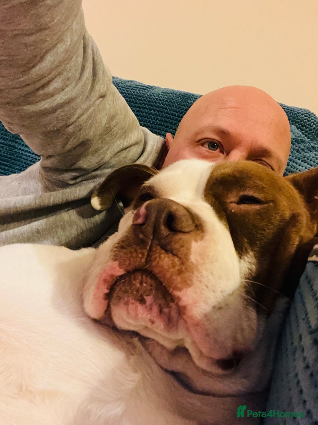 Dorset Olde Tyme Bulldogge dogs for sale: Reggie, looking for a loving family environment - Advert 4