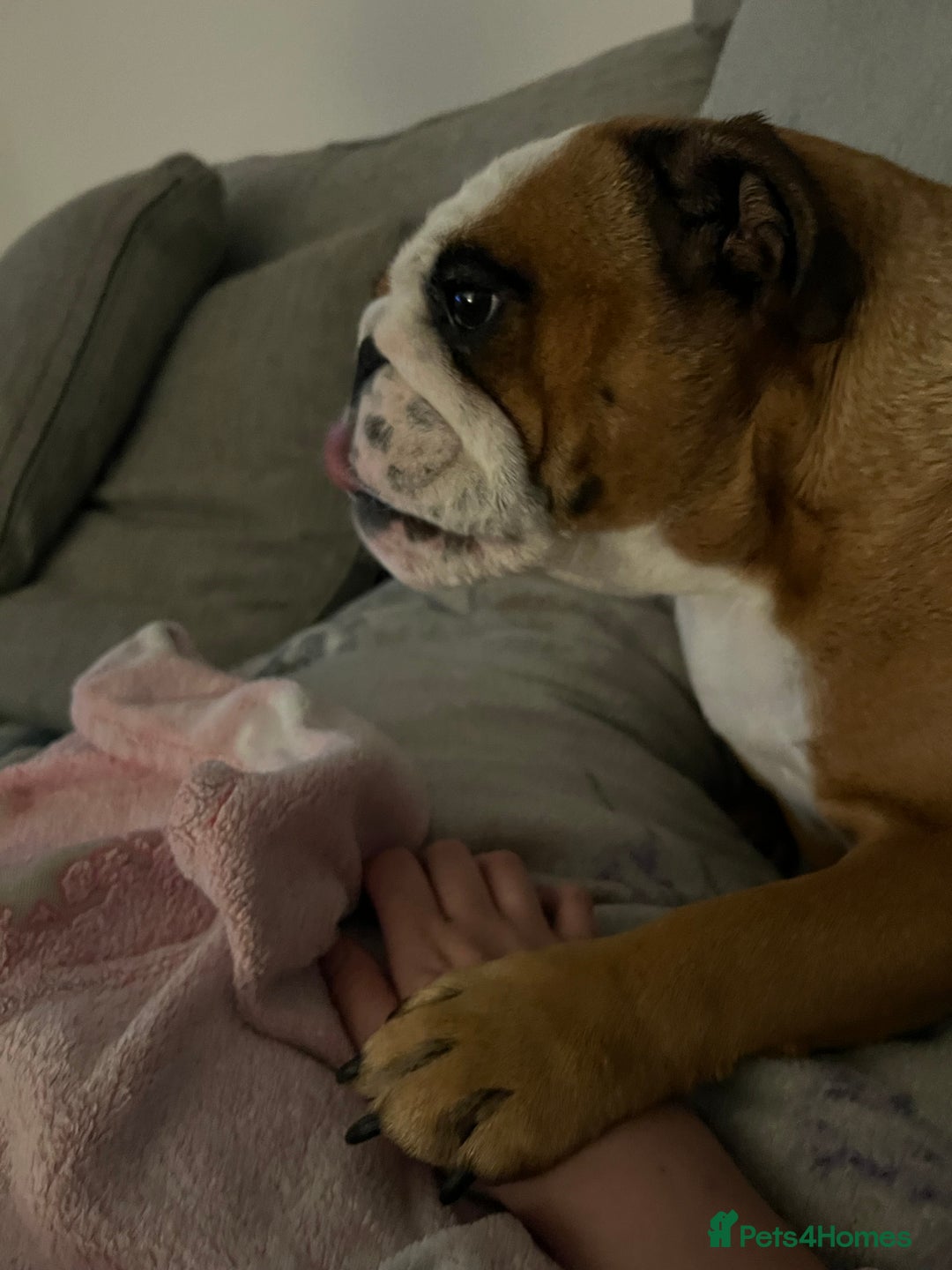 English Bulldog dogs for sale: Beautiful bulldog in Crowborough - Image 10