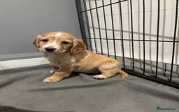 Cocker Spaniel dogs for sale: 5 gorgeous cocker spaniel puppies - Image 22