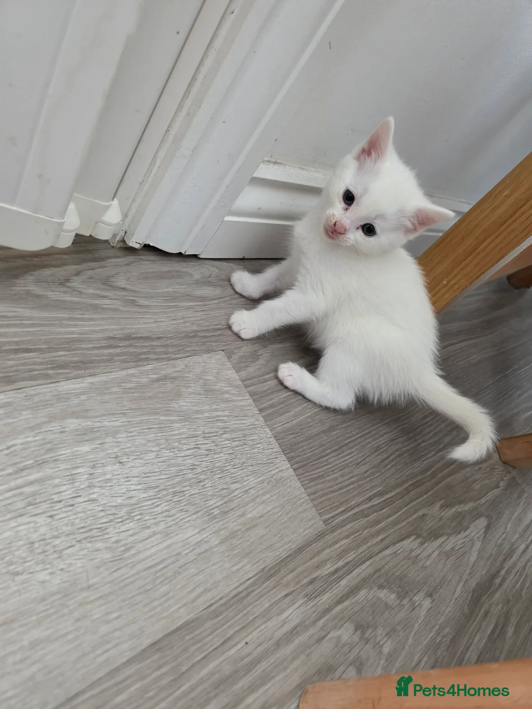 Mixed Breed cats for sale: Half turkish van kittens  - Advert 2