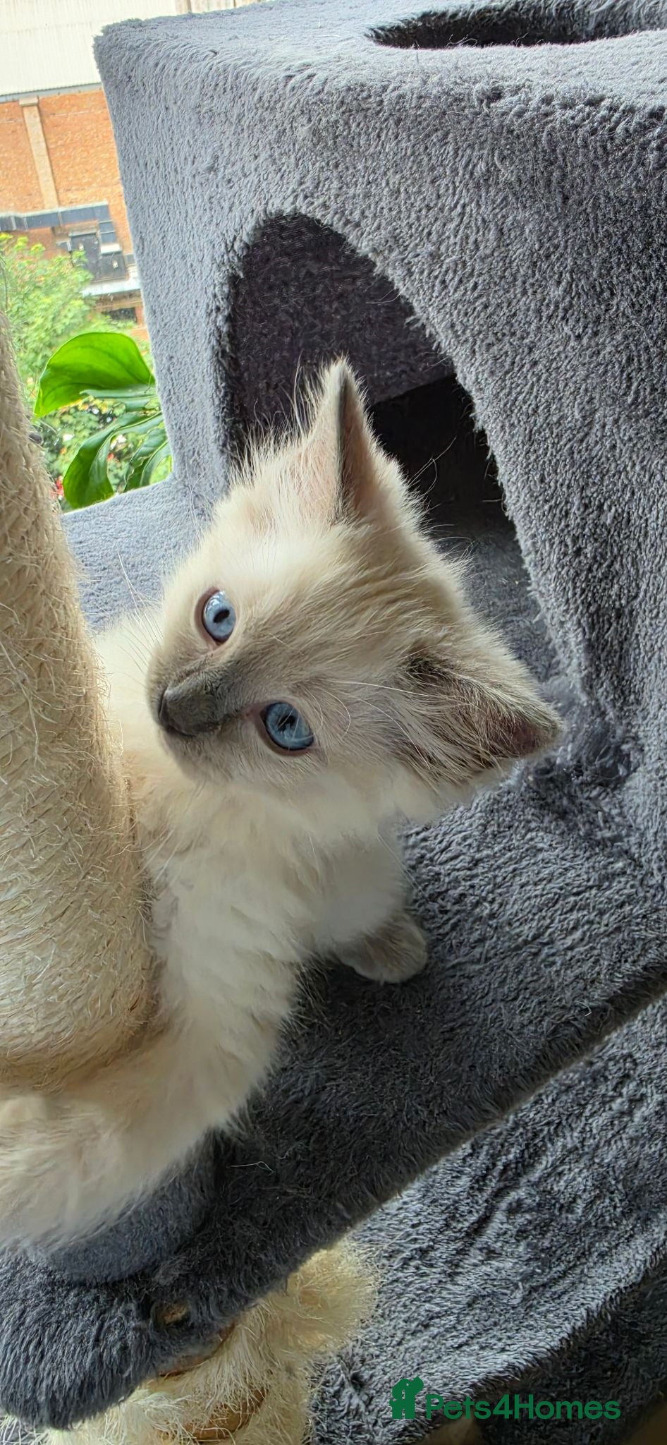 Ragdoll cats Ragdoll kittens 💉🩺 vaccinated & microchipped - Advert 2