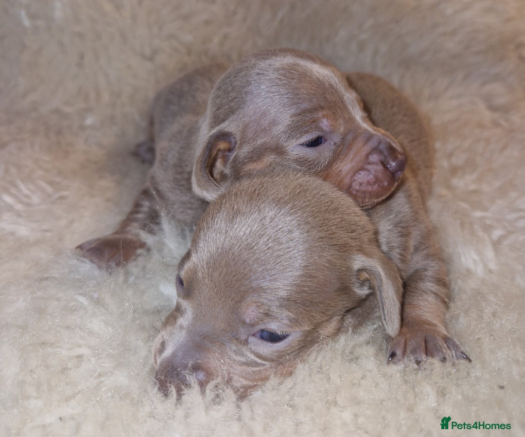 Dachshund dogs for sale: Beautiful litter of mini dachshunds  - Advert 11