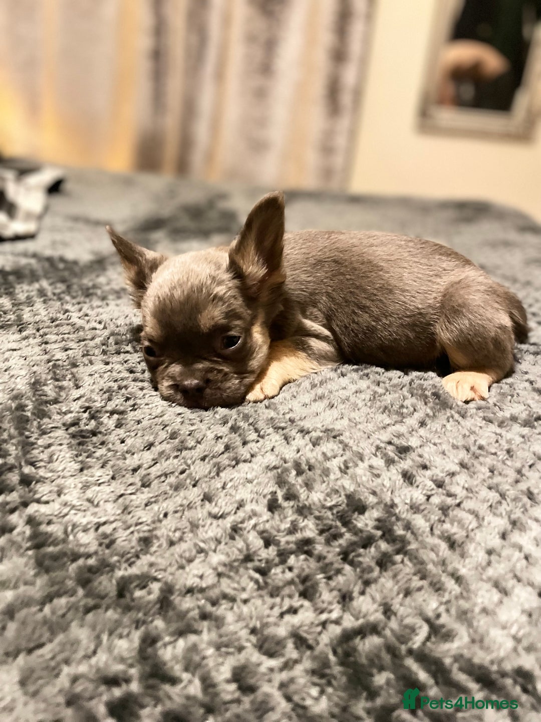 French Bulldog dogs for sale: Visual Fluffy Compact French Bulldogs 🩷🐶🐾 - Advert 4