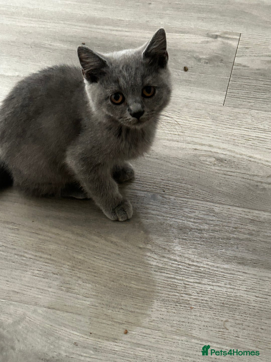 British Shorthair cats for sale: Gorgeous BSH cross kittens  - Image 3