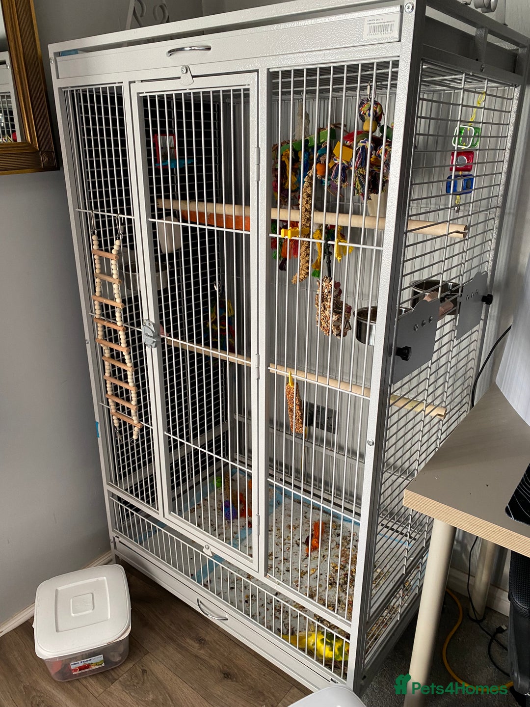 Parakeets birds for sale: Kakariki female ( kiwi) - Advert 4