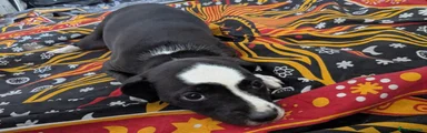 Mixed Breed Puppy 4