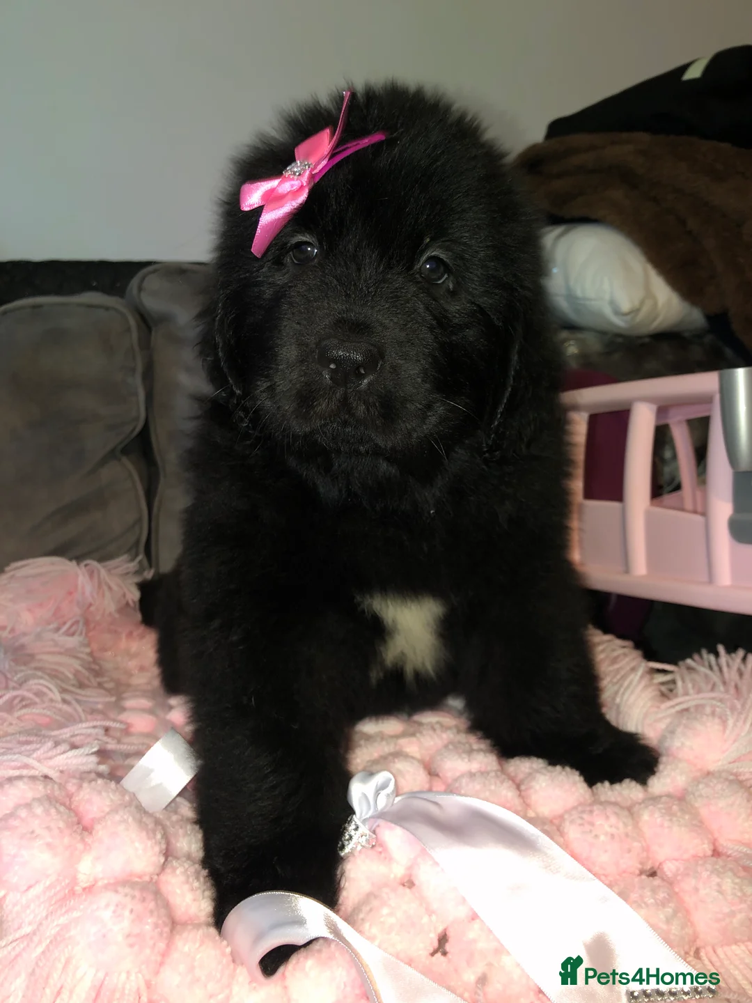 Newfoundland dogs for sale: Balticbears - Advert 1