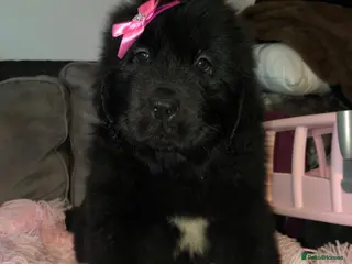 Newfoundland dogs Balticbears - Advert 4