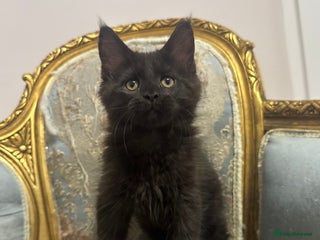 Maine Coon cats Maine Coon Kittens with Elite Heritage 🌟🌟🌟🌟🌟 - Advert 6