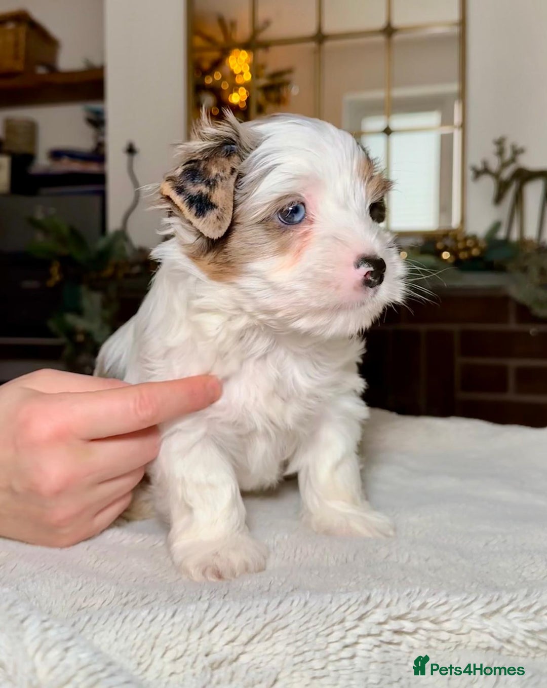 Biewer Terrier dogs for sale: Biewer Yorkie Boys | Pedigree | Licensed - Advert 6