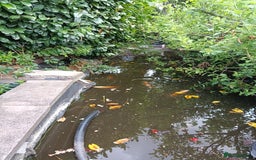 Koi Carp fish for sale: Koi Carp for sale Bedworth  - Image 6