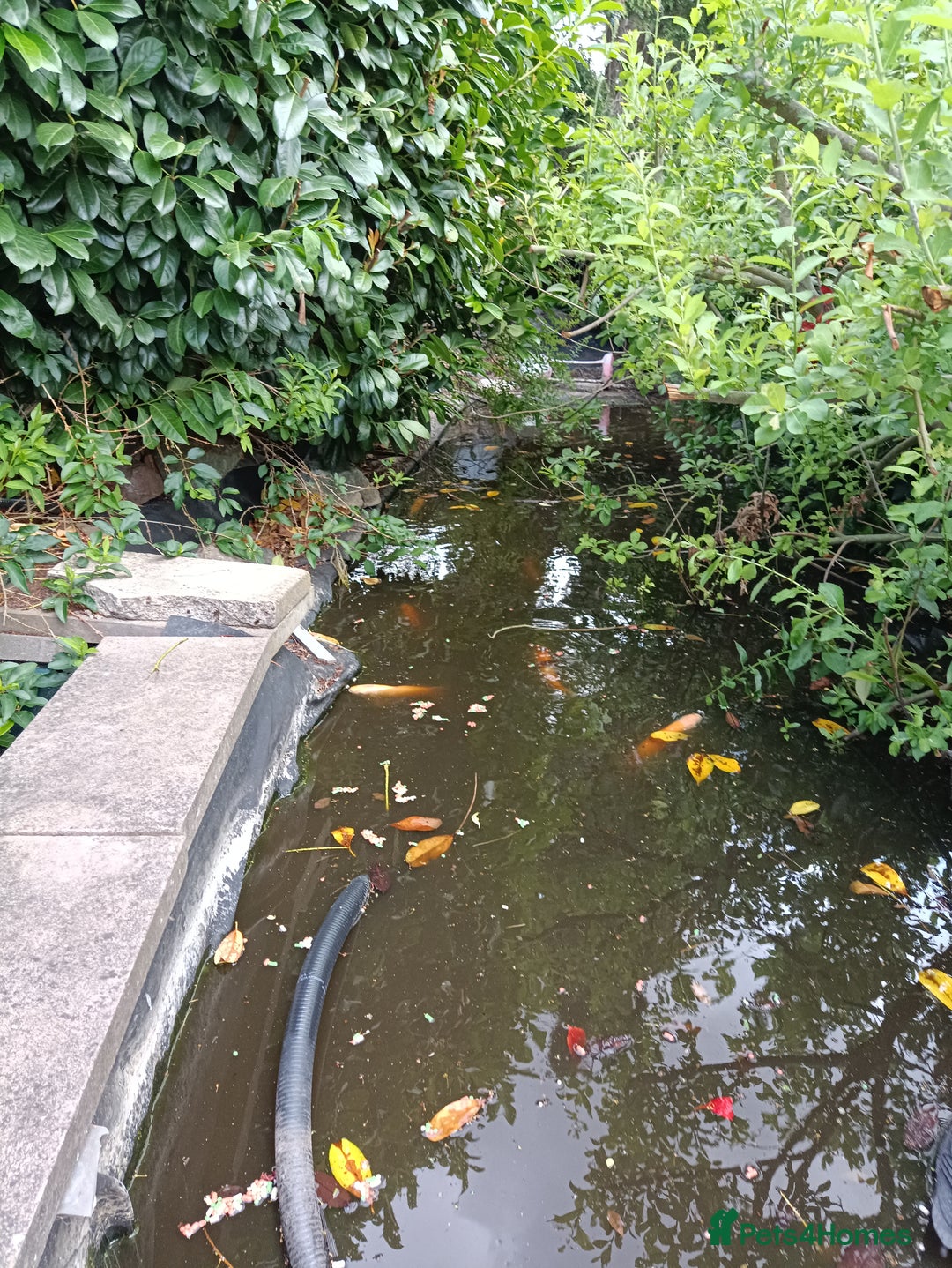 Koi Carp fish for sale: Koi Carp for sale Bedworth  - Image 6