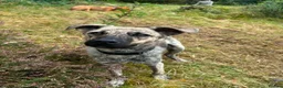 Mixed Breed dogs for adoption: 🐾 🐾 Chopsey  in Inverness - Advert 4