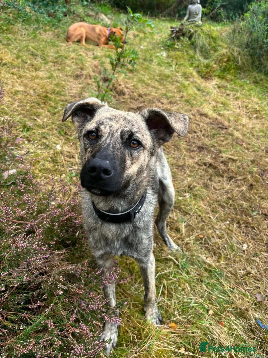 Mixed Breed dogs for adoption: 🐾 🐾 Chopsey  in Inverness - Advert 4