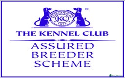 Cocker Spaniel dogs for sale: GOLDEN health tested show cocker spaniel pups - Image 25