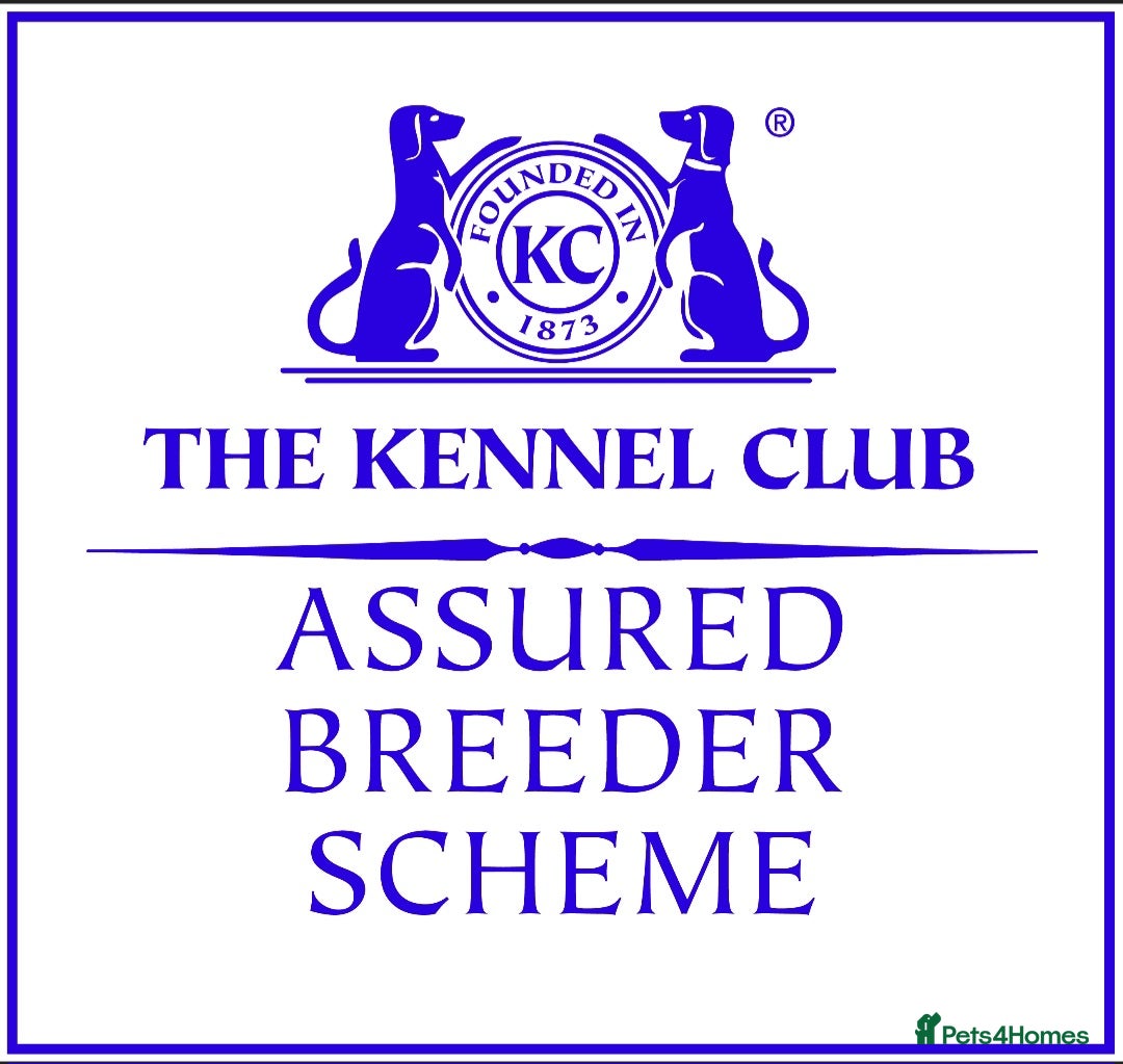 Cocker Spaniel dogs for sale: GOLDEN health tested show cocker spaniel pups - Image 25