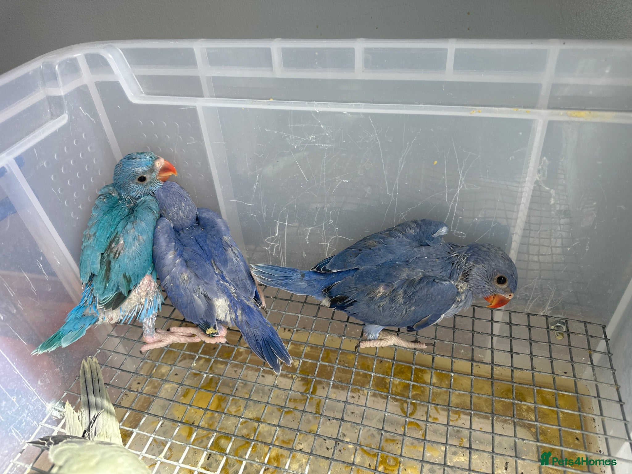 Ringnecks birds violet tamed Ring neck chicks  - Advert 1