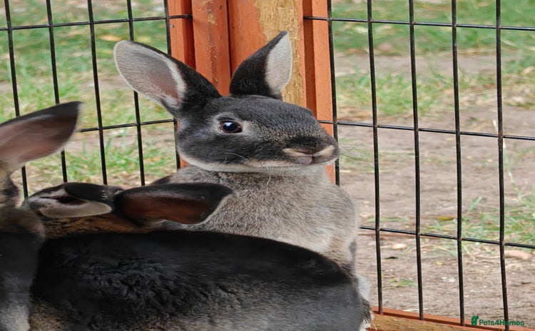 Rex rabbits in Droitwich - Advert 8
