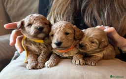 Cavapoo dogs for sale: Toy cavapoo  - Image 3