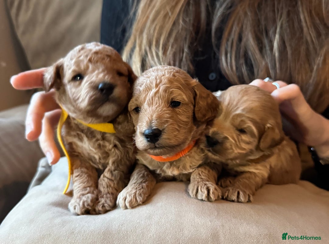 Cavapoo dogs for sale: Toy cavapoo  - Image 3