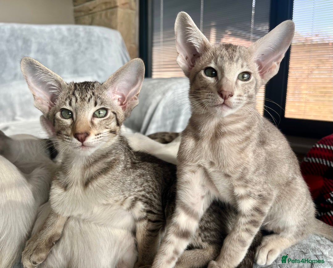 Oriental cats for sale: Outstanding Pedigree Oriental GCCF reg kittens - Advert 25