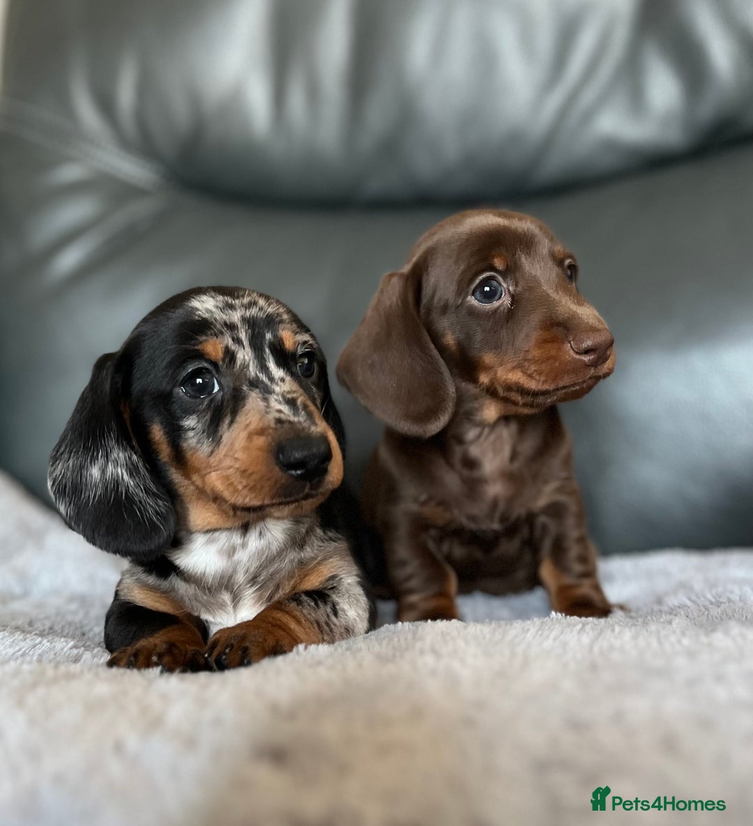 Miniature Dachshund dogs for sale: Miniature Dachshund puppies  - Image 4