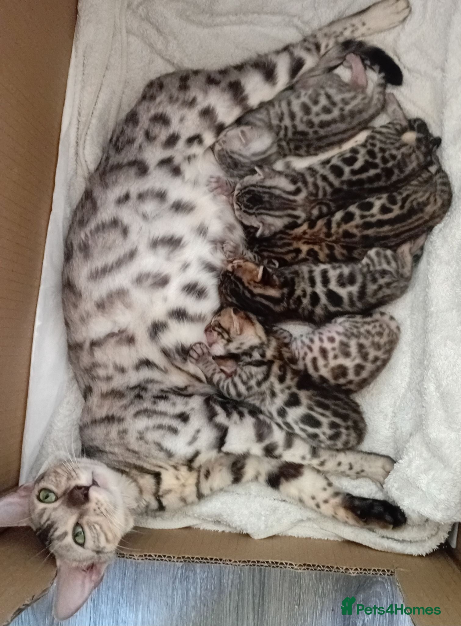 Bengal cats 5 male stunning pure breed bengal kits - Advert 6