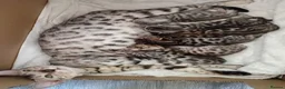 Bengal cats for sale: 5 male stunning pure breed bengal kits - Advert 1