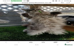 Maine Coon cats for stud: 3 amaizing cats available for stud duties! - Image 7