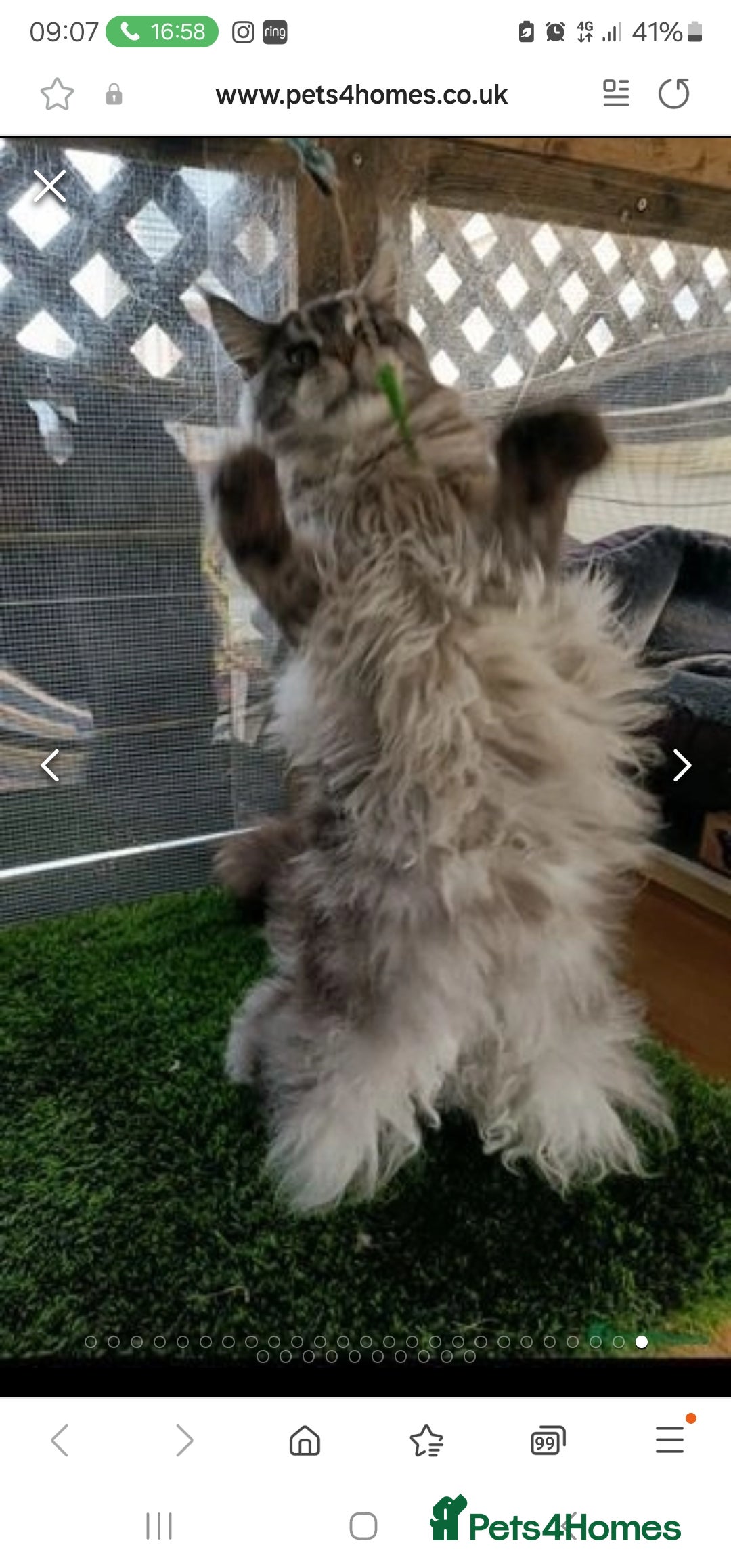 Maine Coon cats for stud: 3 amaizing cats available for stud duties! - Image 7