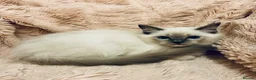 Ragdoll cats for sale: Degruchi Cattery has show quality kittens for sale in Petersfield - Advert 21