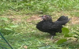 Chickens poultry for sale: Serama cockerel  in Teddington - Image 9