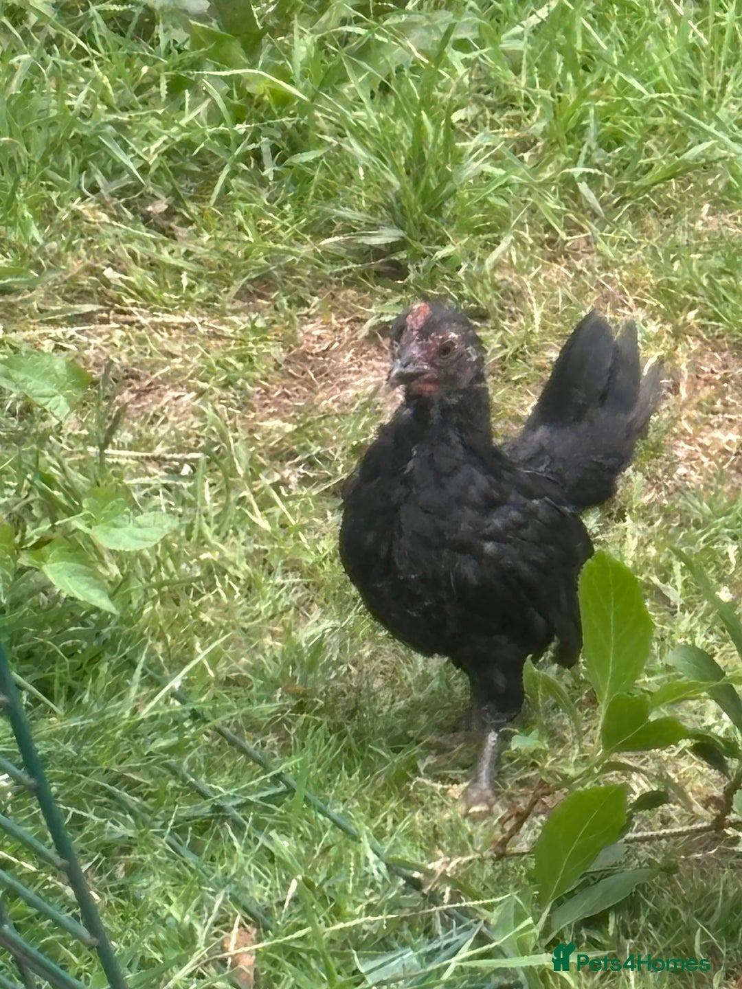 Chickens poultry for sale: Serama cockerel  in Teddington - Image 9
