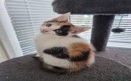 Mixed Breed cats for sale: Female kittens  - Image 2