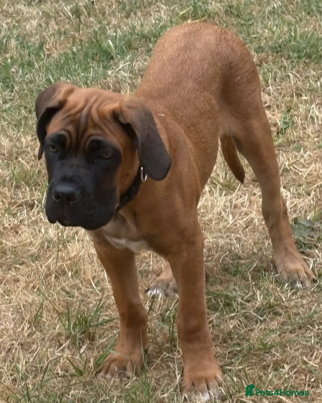 Mixed Breed dogs for sale: Boerboel x cane corso male  - Advert 3