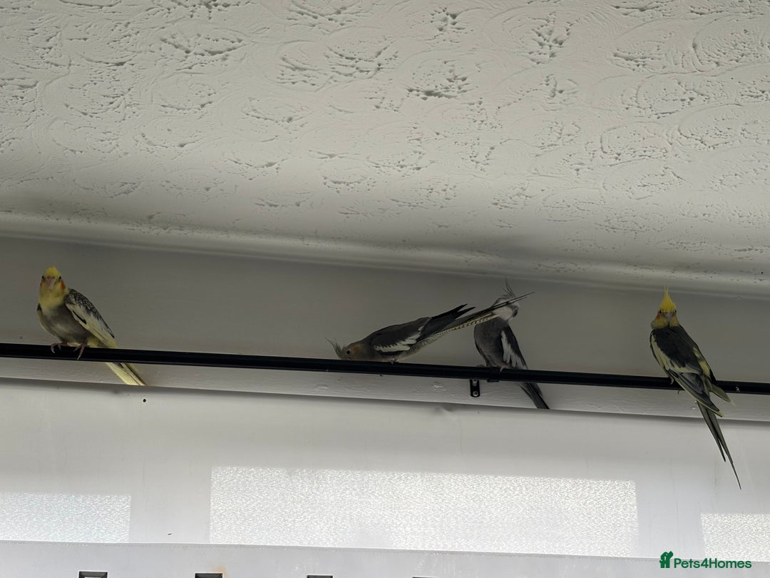 Cockatiels birds for sale: X4 Cockatiels 2 breeding pairs - Image 5