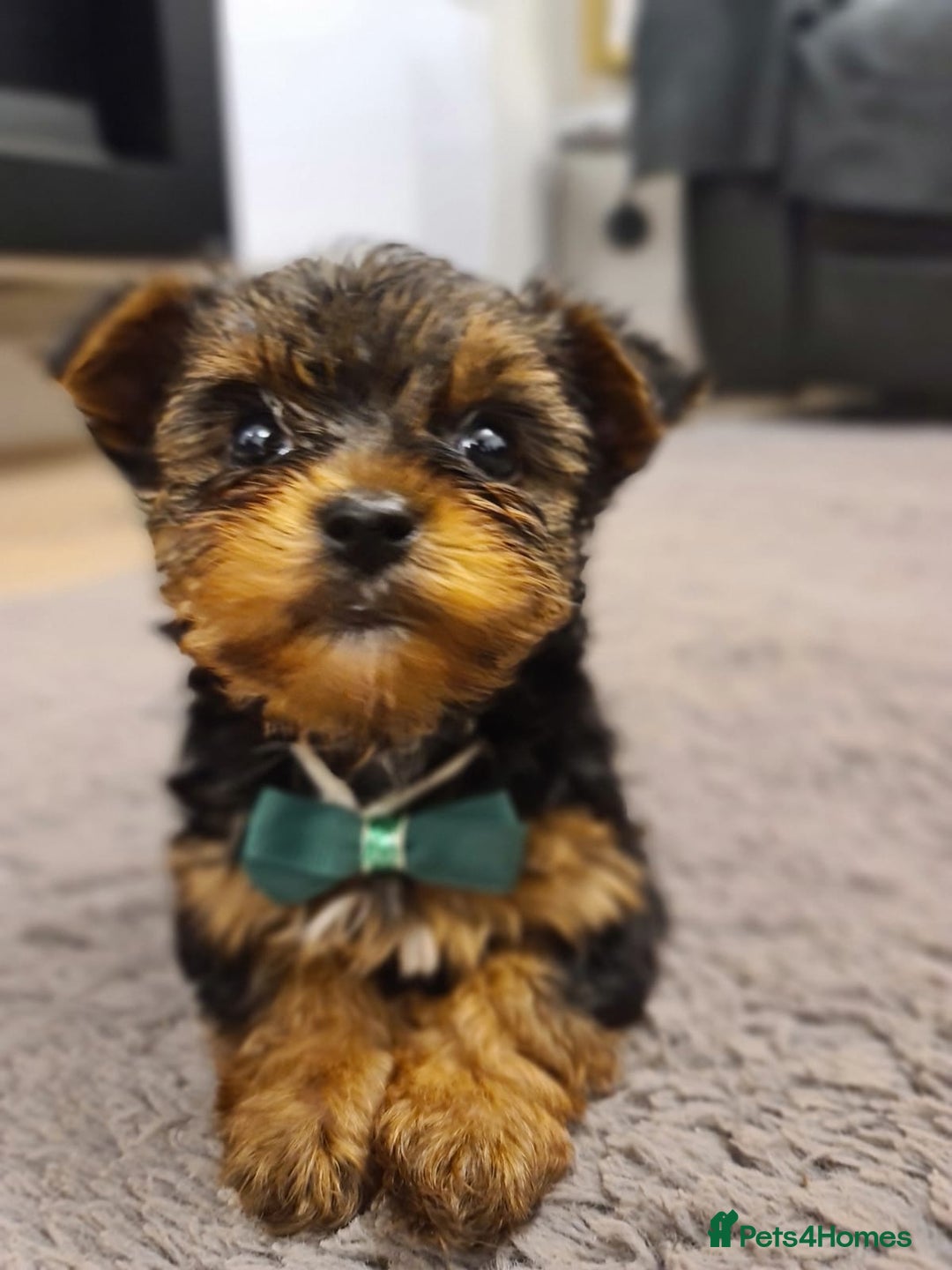 Yorkshire Terrier dogs for sale: Yorkshire Terrier teacup puppies  - Image 2