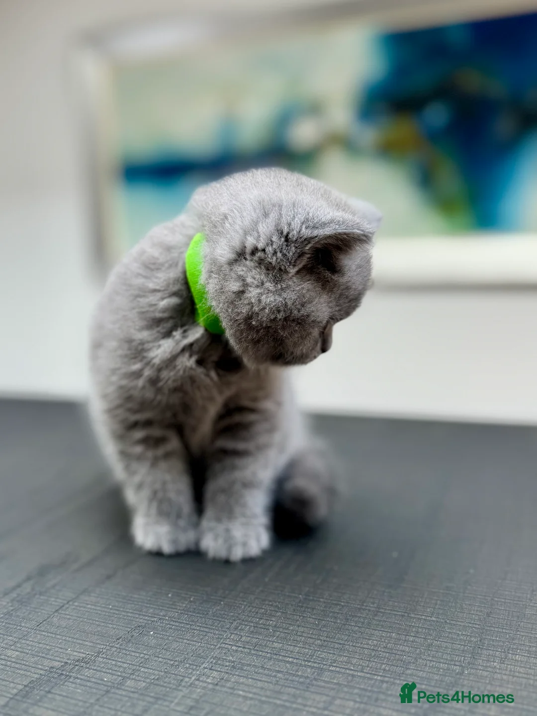 British Shorthair cats for sale: Stunning Pedigree British Shorthair Kittens - Advert 19